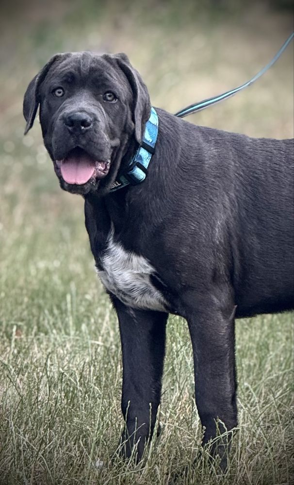 Cane Corso Sunia Dixi