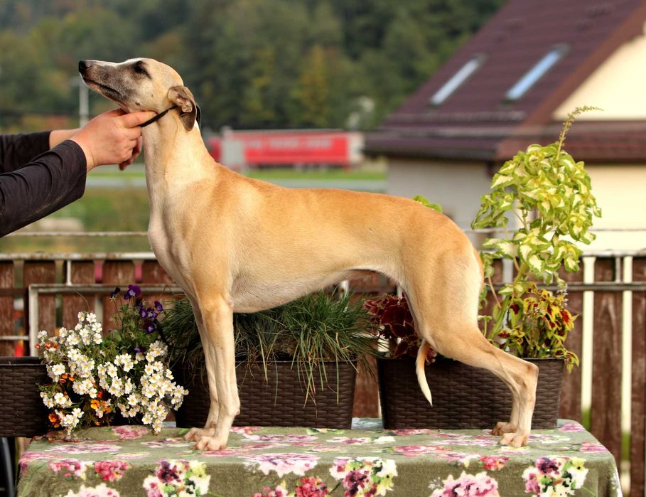 Whippet Chart Angielski, ZKwP/FCI, cudna sunia SATI