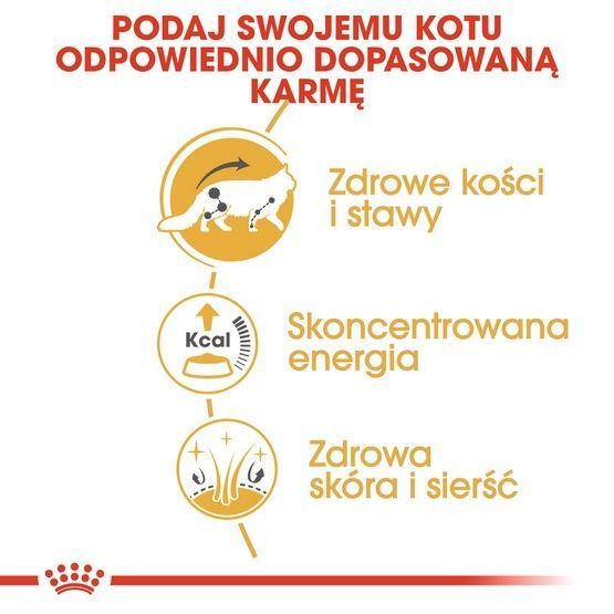 Karma dla kotów dorosłych rasy maine coon Royal Canin plasterki 85g