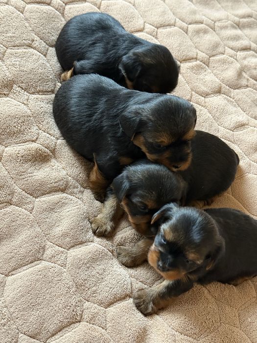 Щенки йоркширського терʼєра, йорк