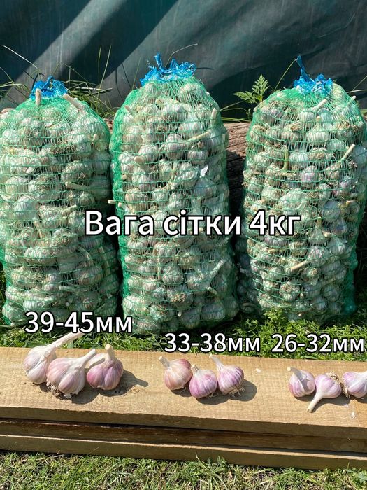 Посадковий Часник озимий Любаша, калібрований 2025 року –  роздріб