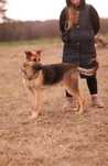 śliczny w typie owczarka, gotowy do adopcji