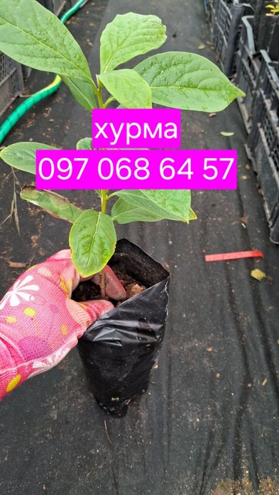 Хурма саджанці. Комплект 3 шт. Морозостійкі. Солодкі .