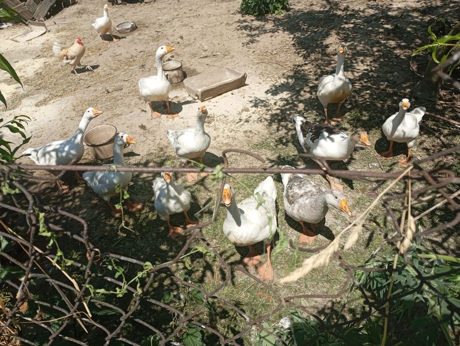 Sprzedam gęsi młode