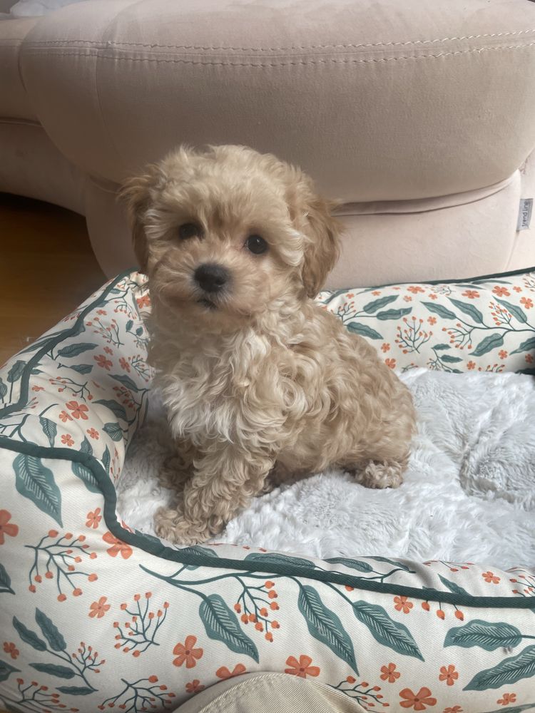 Maltipoo sunia po pudel toy do odbioru