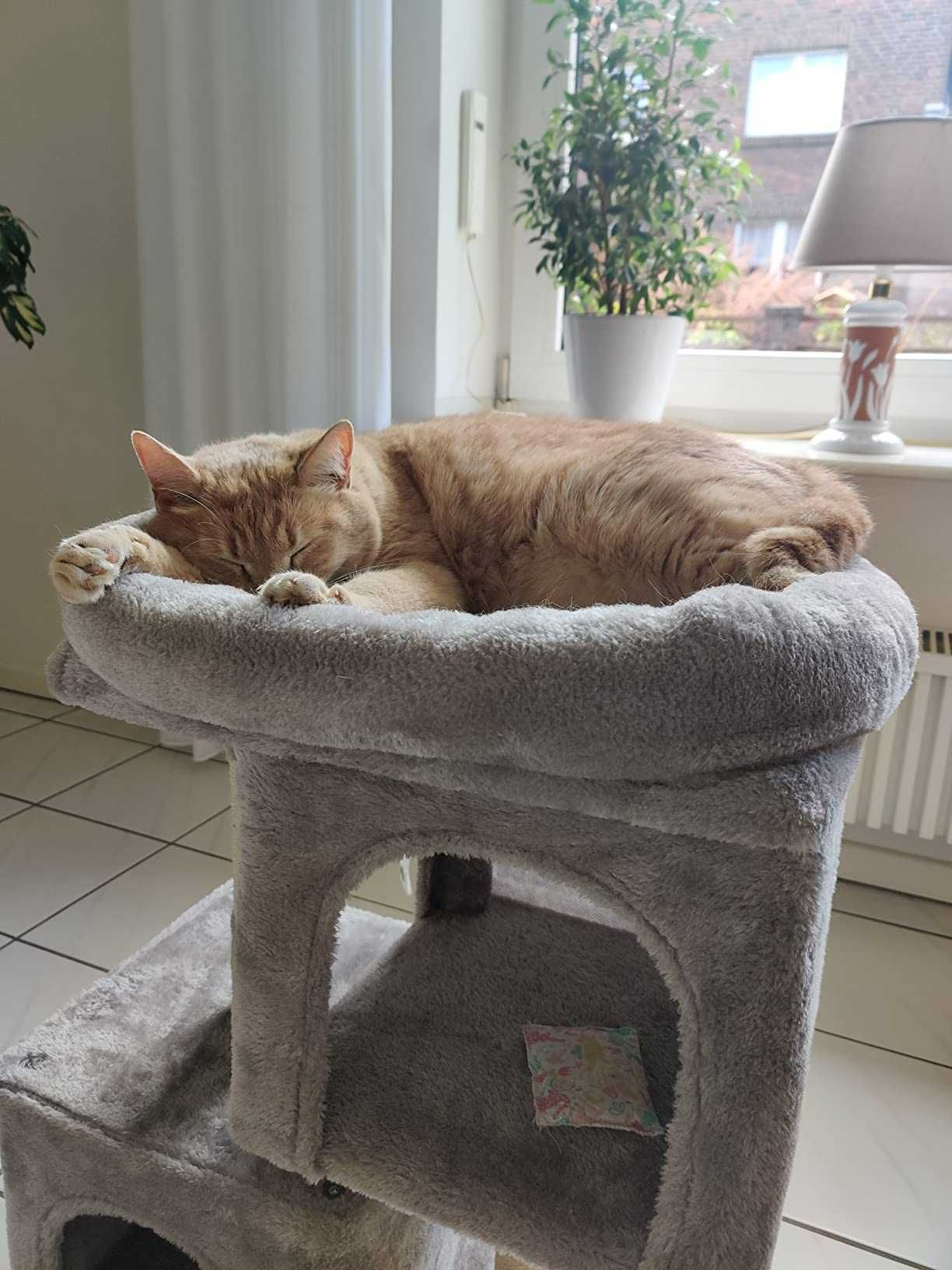 Kompaktowy drapak budka domek wygodny z legowiskiem 67 cm