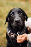 Labrador do adopcji, szczeniak