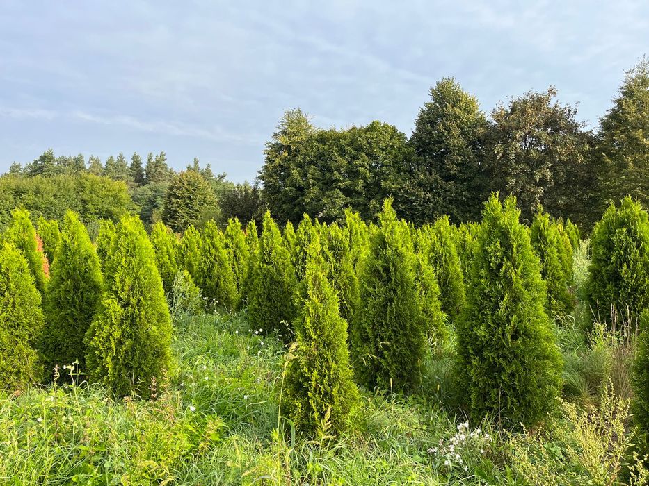 Thuja szmaragd occidentalis 180-200 cm