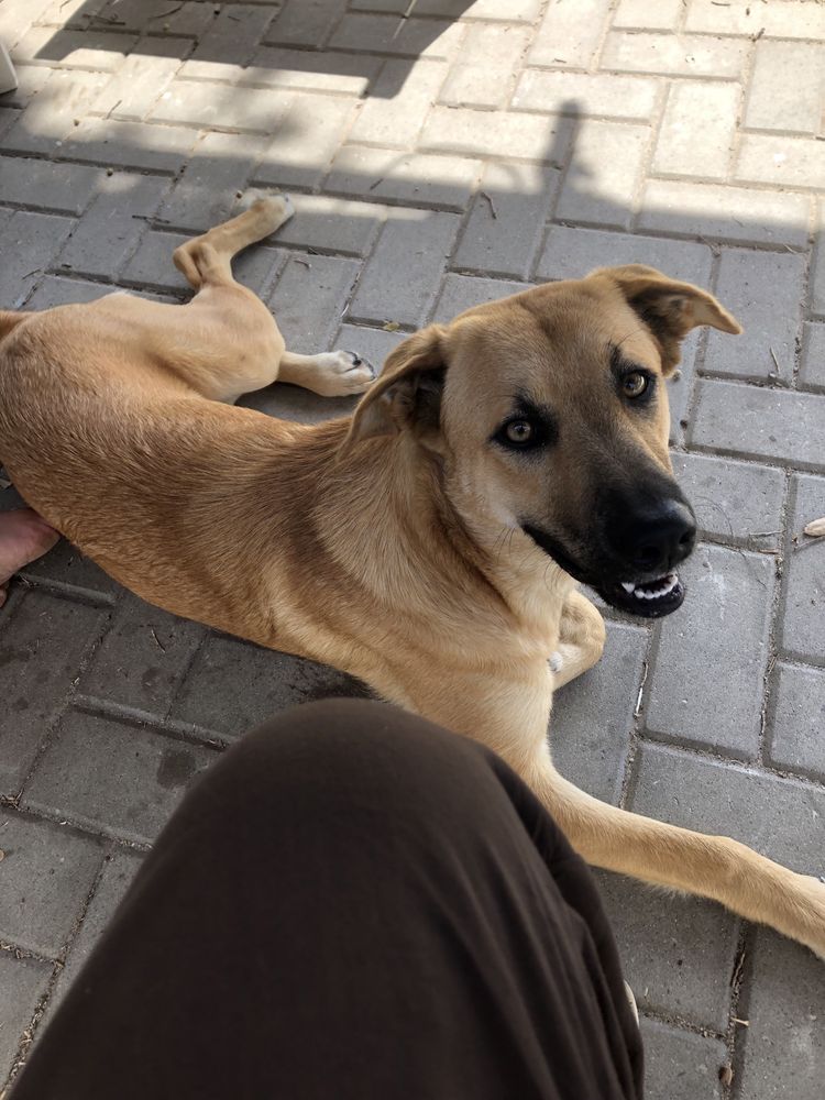 Cadela para adoção