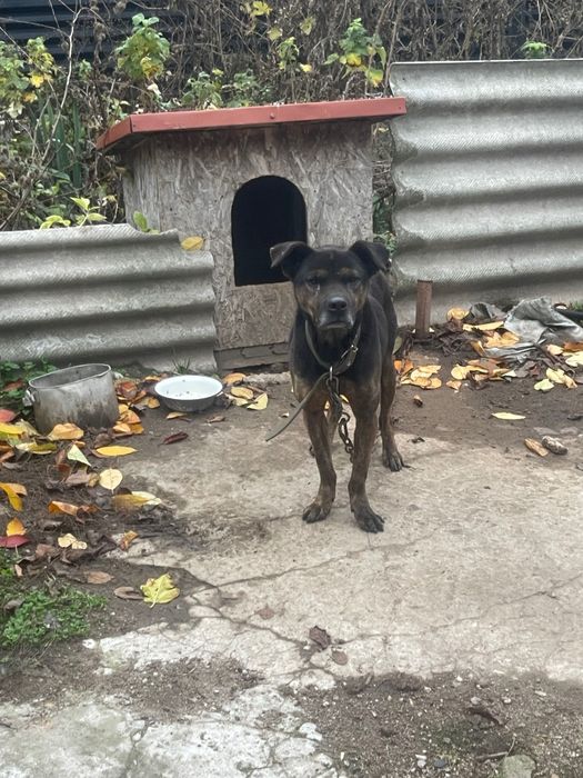 Отдам собак с будками