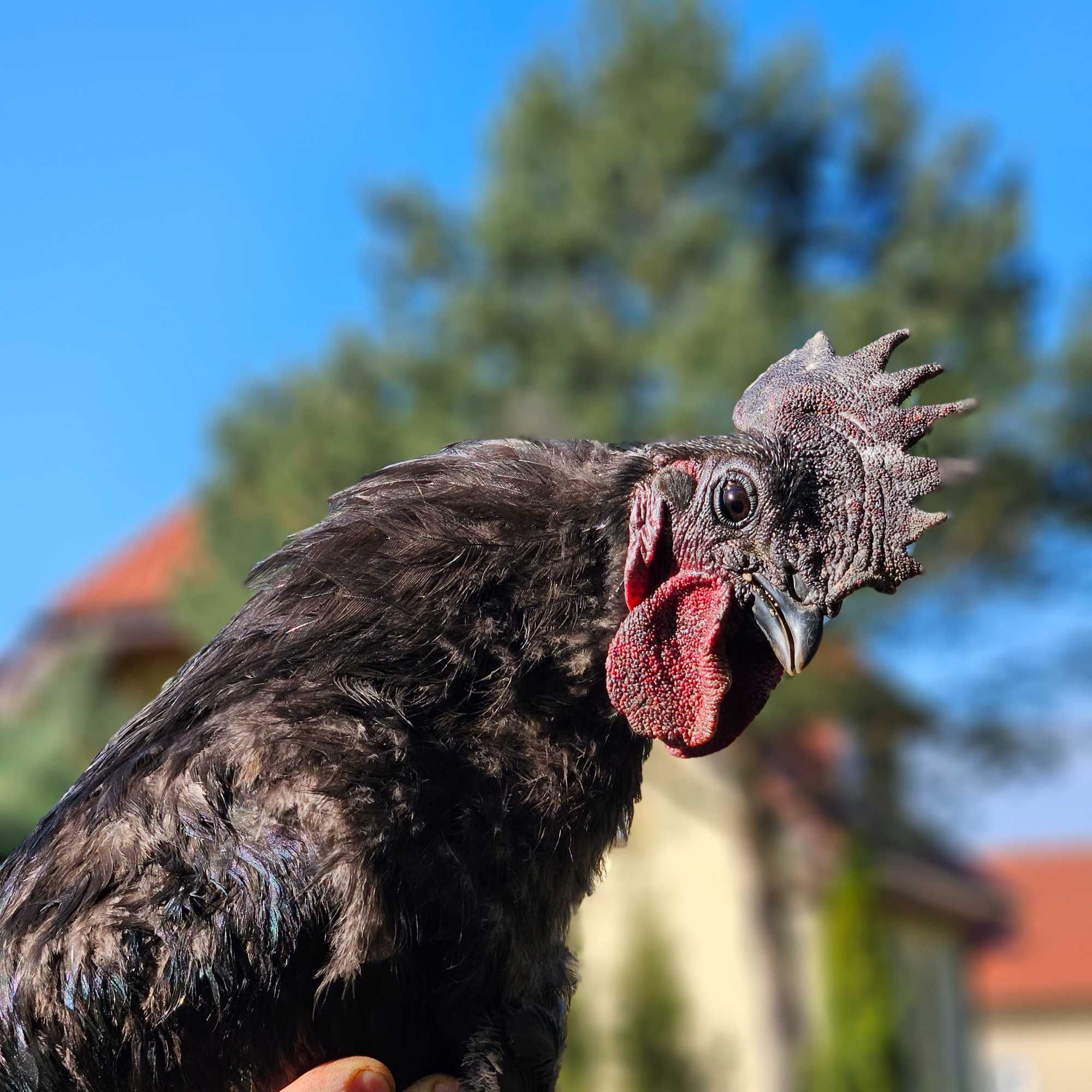 Czarny kogut chińskiej rasy  Uhejluj. Wyjątkowo rzadki