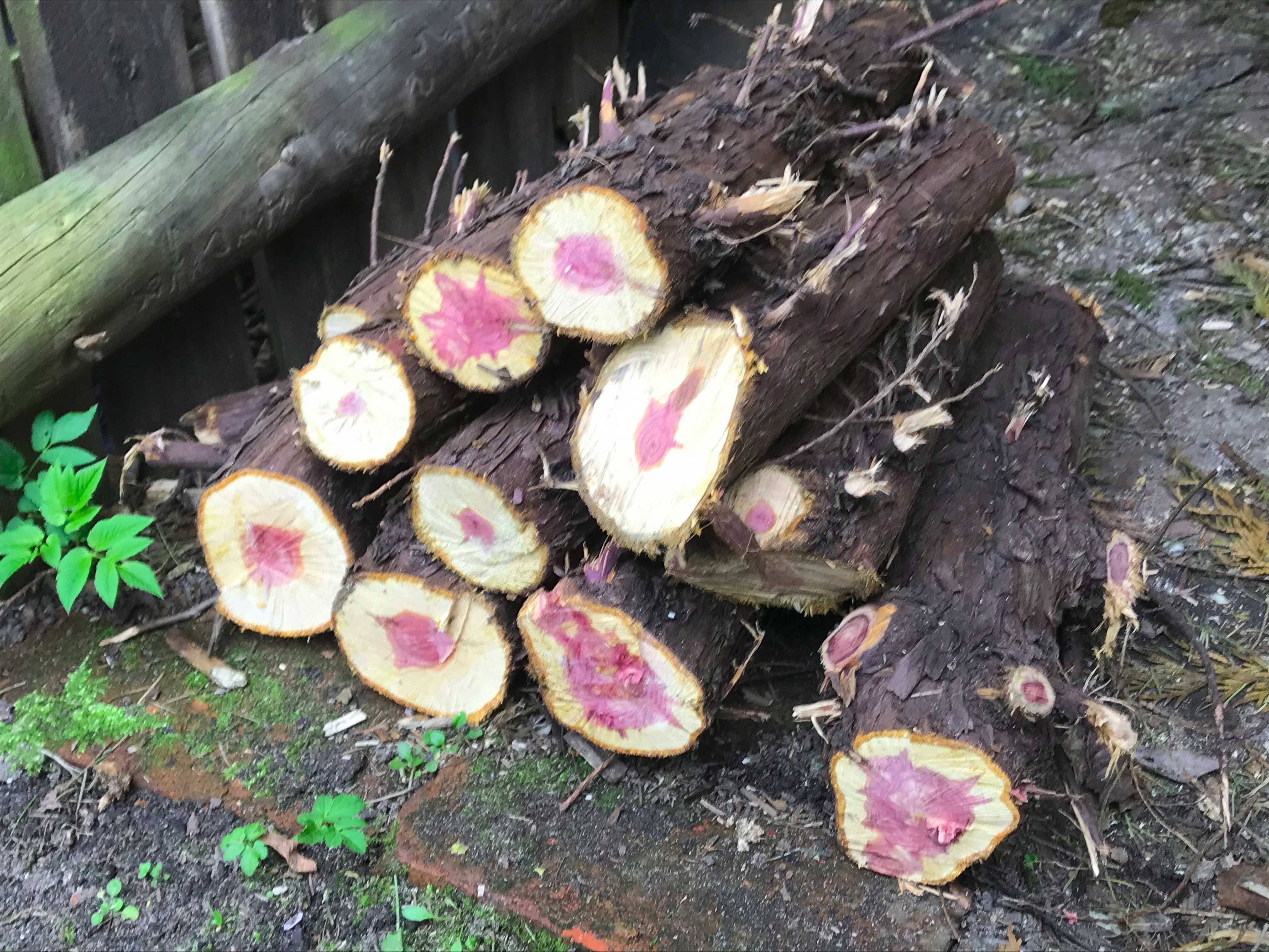 Drewno jałowca 5kg
