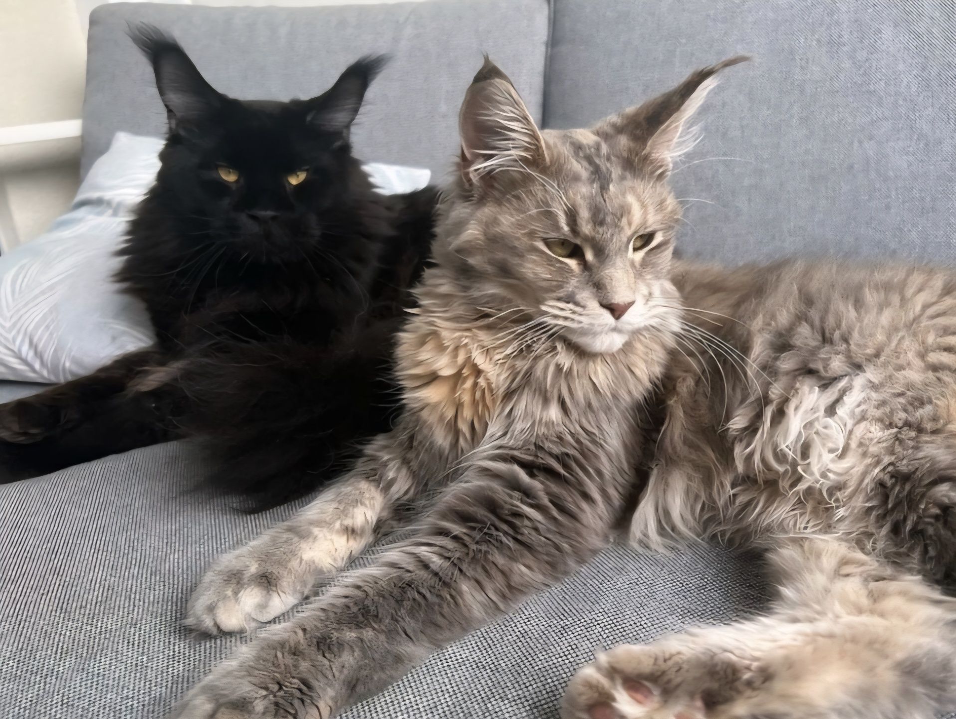 MAINE COON  kociak długowłosy domowy kotek kot
