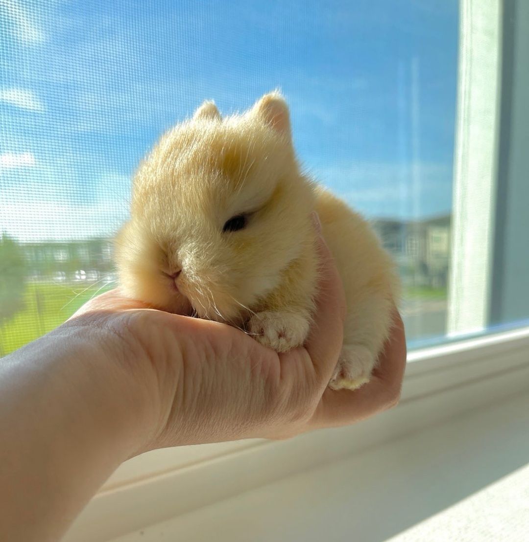 Mini Coelhos anões + gaiola nova + alimentação adequada