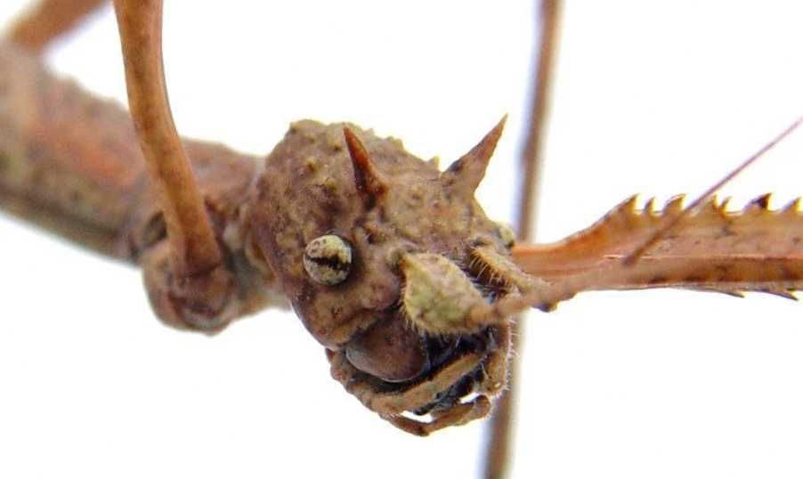 3szt imago Patyczaki rogate Medauroidea extradentata patyczak straszyk