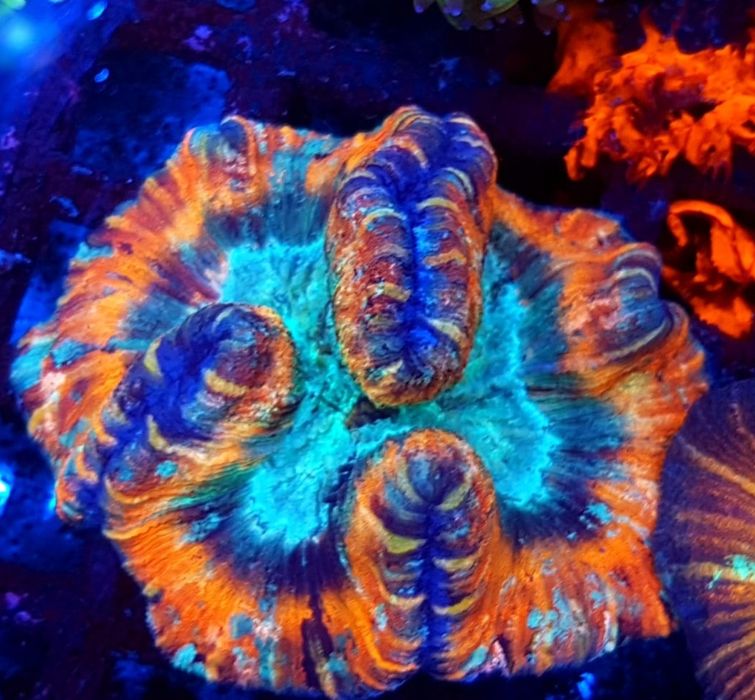 Trachyphyllia geoffroyi ultra premium nr 2. Koralowiec LPS . Akwarium