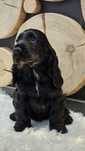 Cocker spaniel angielski