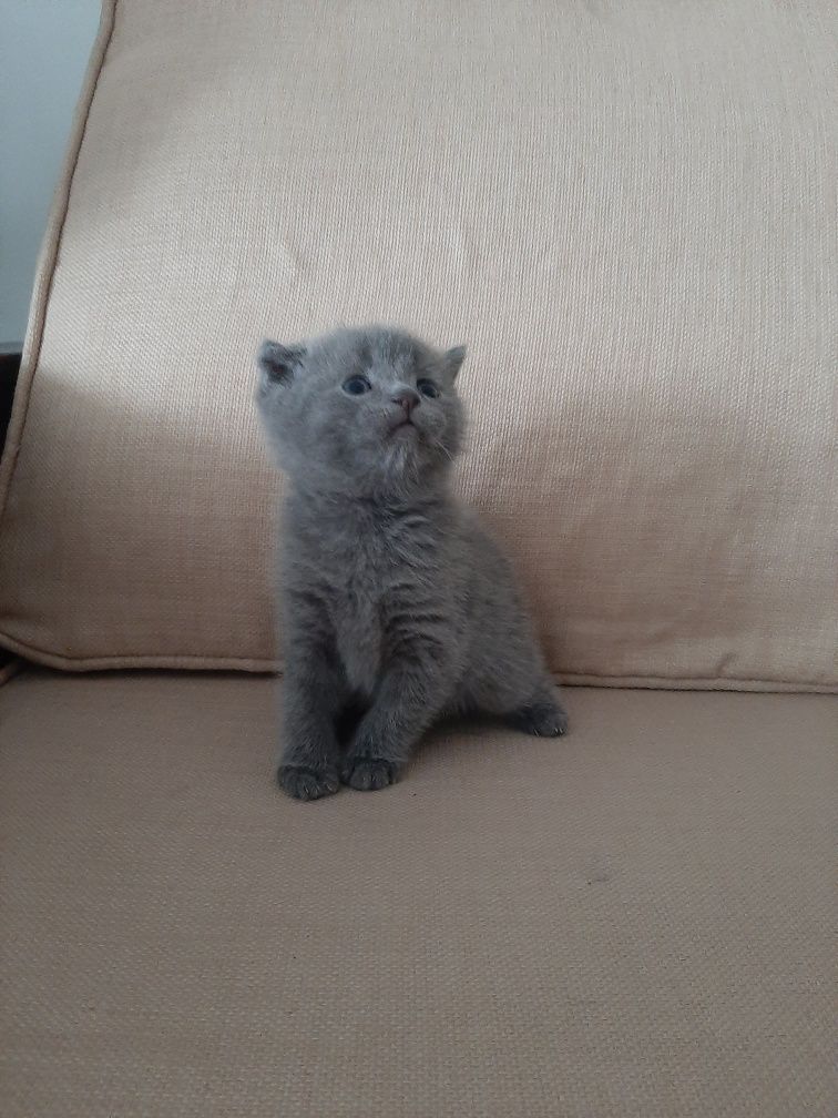 Висловухі кошенята