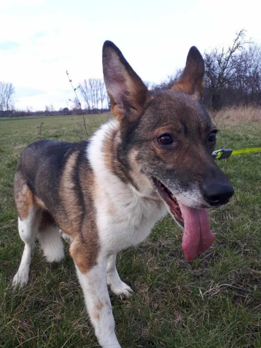 Oddam za darmo/ Śliczny Czesmir szuka domu na stałe (Adopcja)