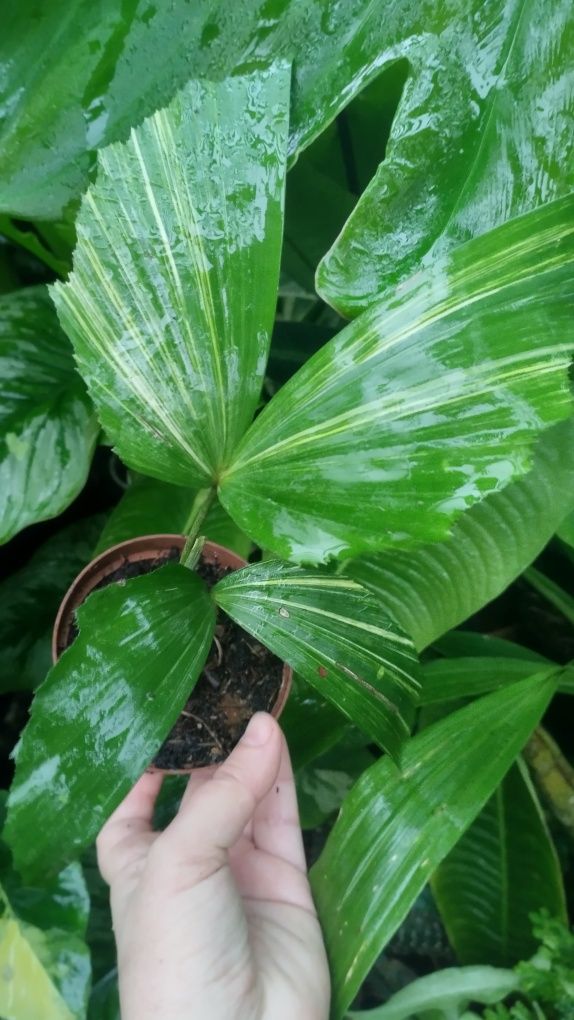 Пальма каріота caryota variegata