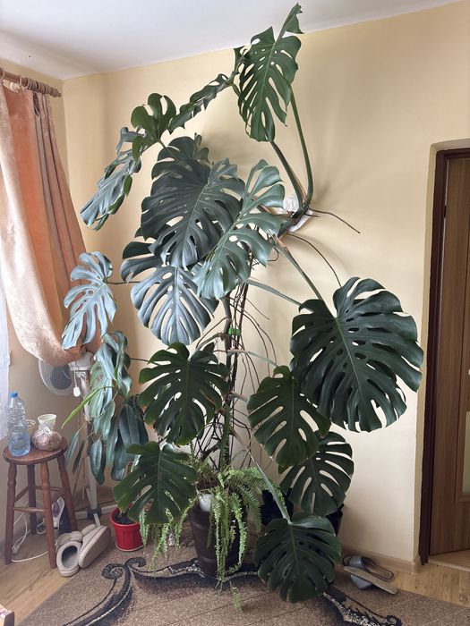 Monstera 2.5m ok 10 letnia