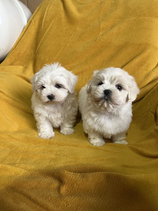 Maltańczyk z Rodowodem