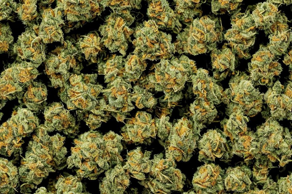 Susz konopny Cbd cbda thc:p