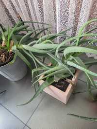 Aloes leczniczy w doniczce