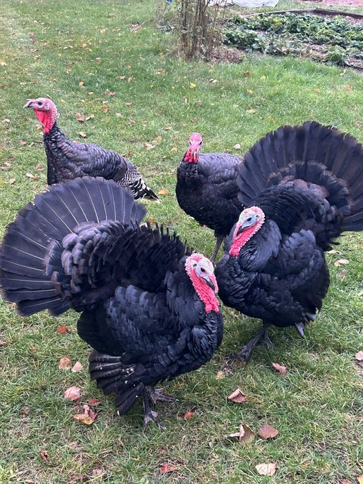 indyki indyczka indyk