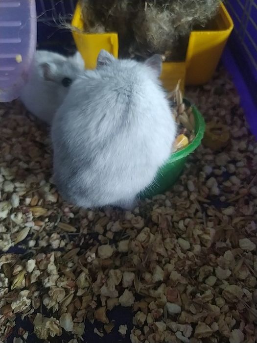 Джунгарский хомяк