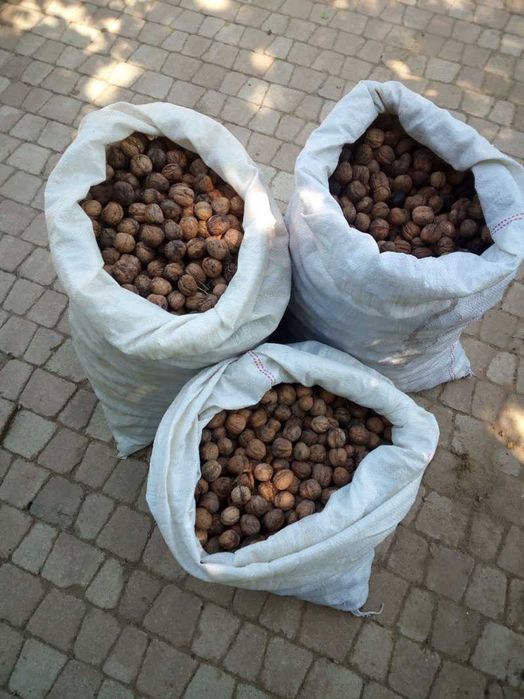 5kg orzechów włoskich tegorocznych zbiór 2025 świeże WYSYŁKA