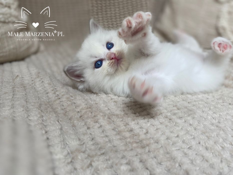 Kocurek ragdoll blue bicolor lynx - hodowla Małe Marzenia