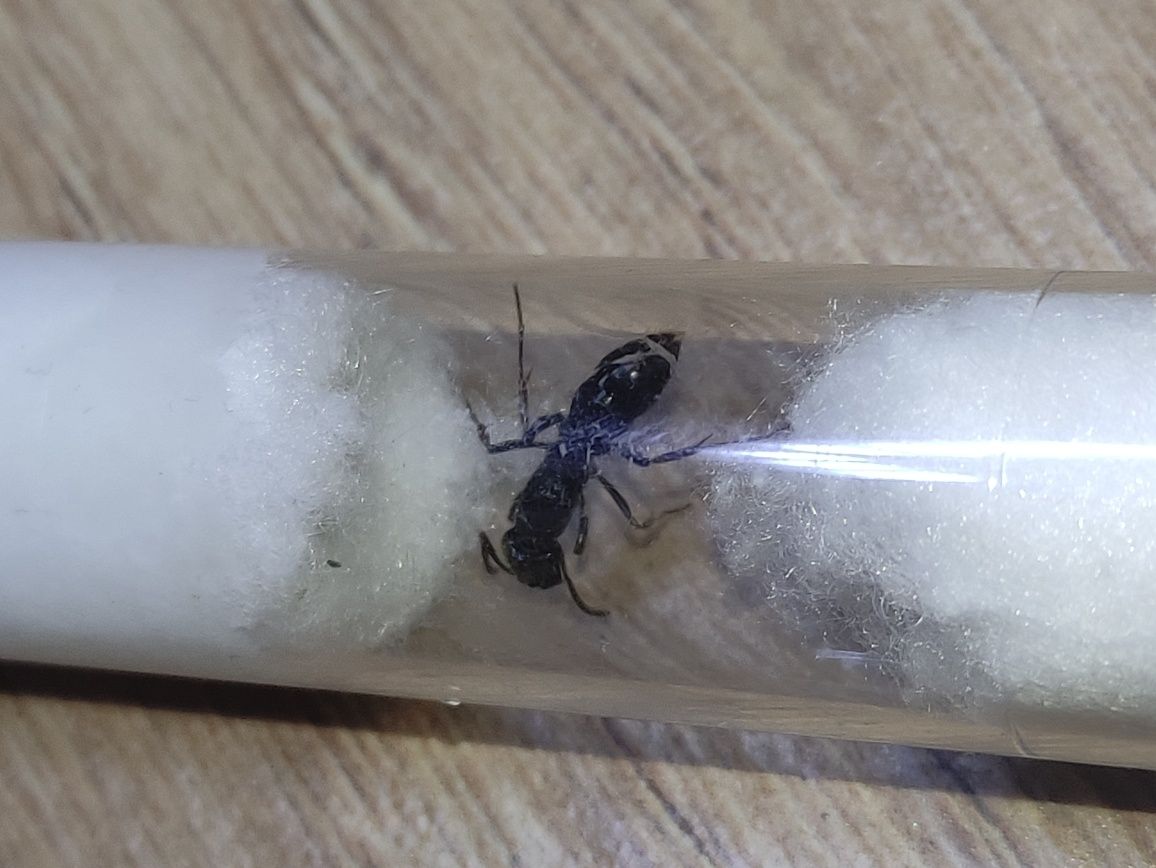 Ectomomyrmex astutus (раніше Pachycondyla astuta)