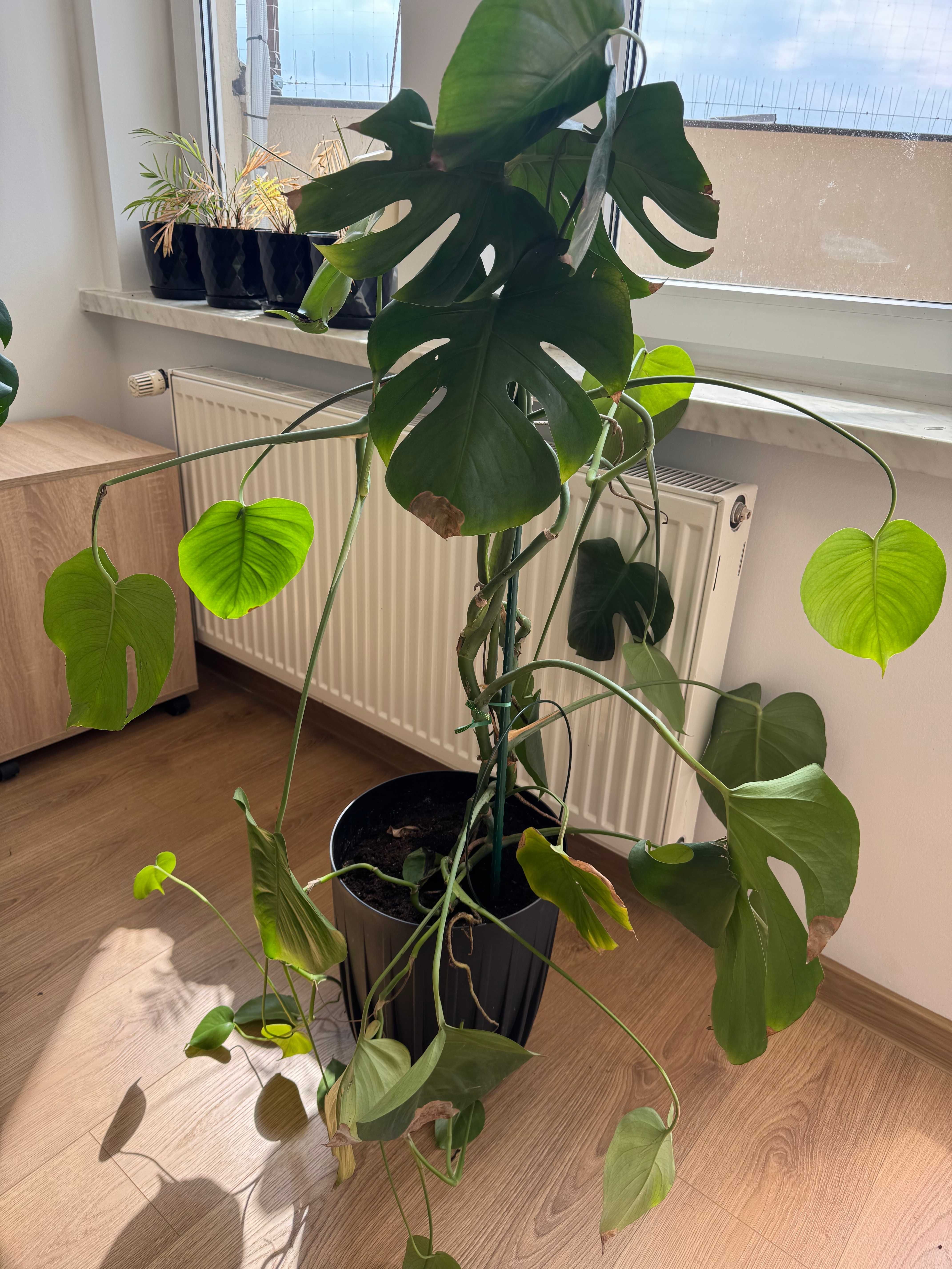 KWIATY POKOJOWE OLBRZYMY ! monstera, figowiec, bananowiec