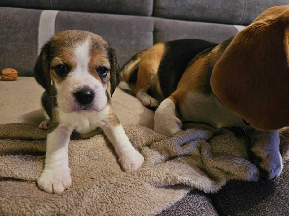 Cudowne szczenię BEAGLE ZKWP po championie