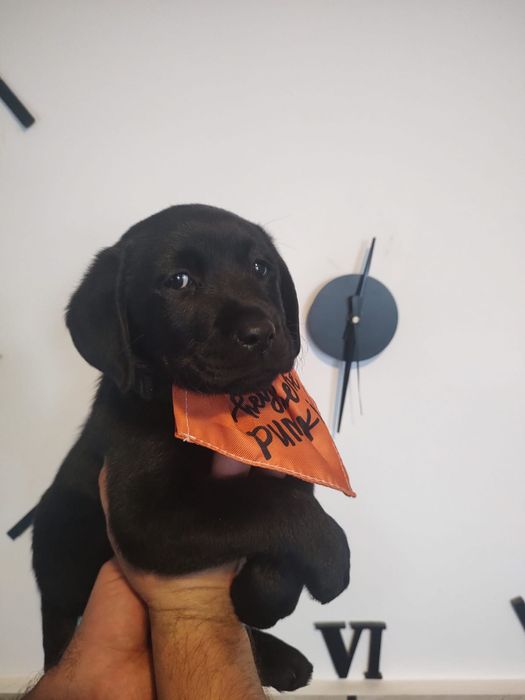 Labrador Retriever szczenie koloru czarnego po ojcu pochodzenia FCI