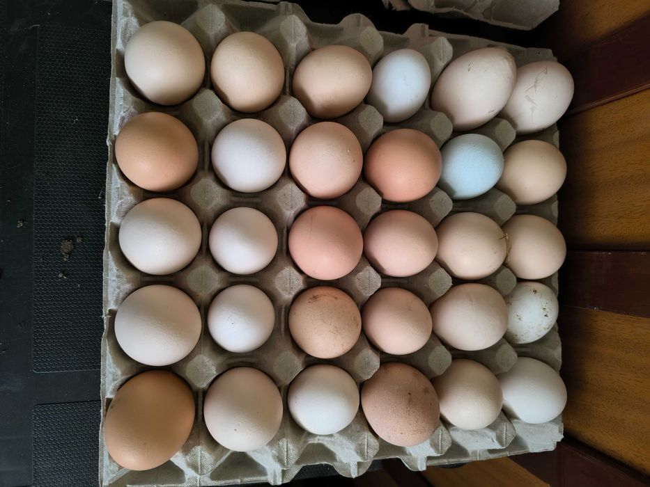 jajka bio z wolnego wybiegu