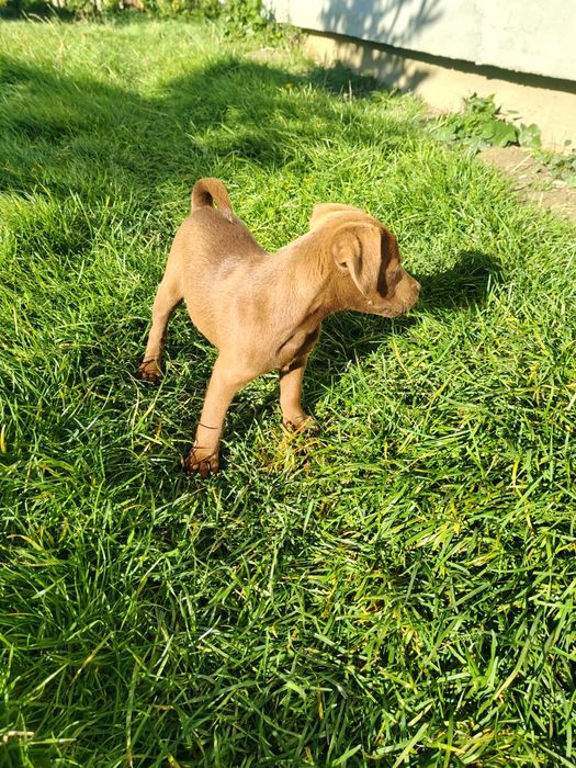 Patterdale terrier Zkwp FCI