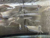 Arowana czarna (Osteoglossum ferreirai)