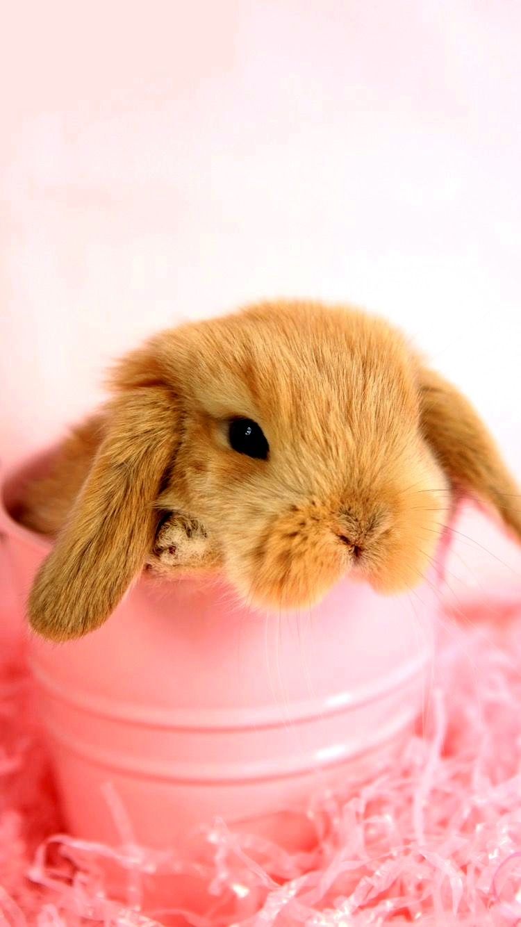 Baranek mini lop miniaturka królik Króliki