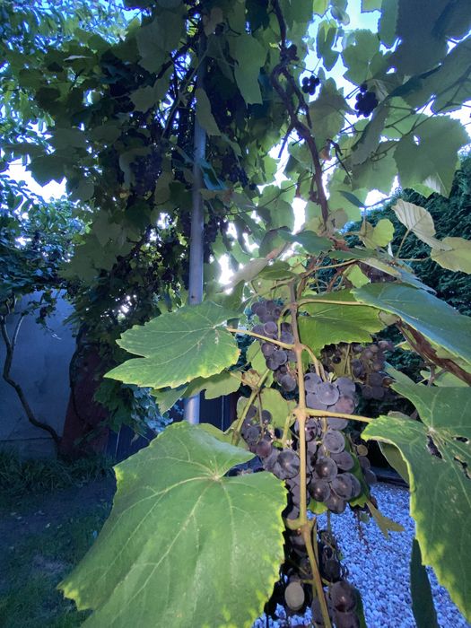 Winogrona ciemnofielotowe ekologiczne.