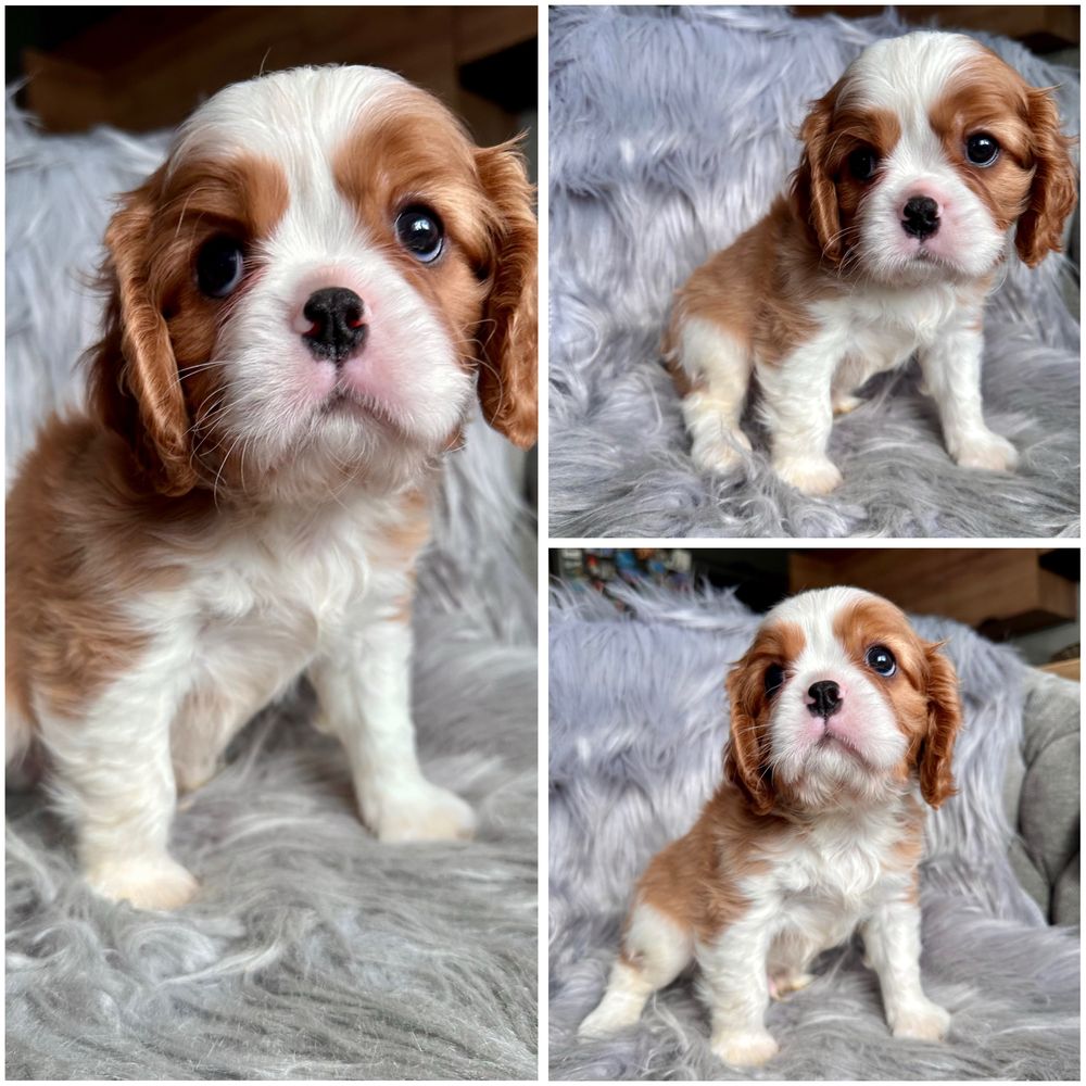 Cavalier king charles spaniel chłopiec