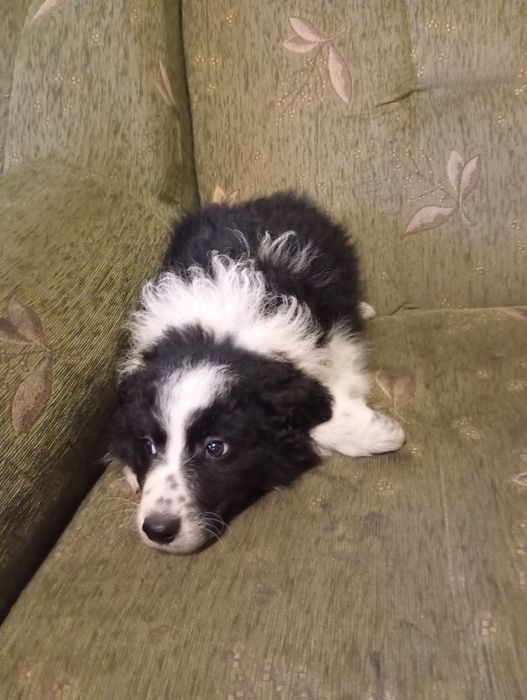 Piękny piesek border collie