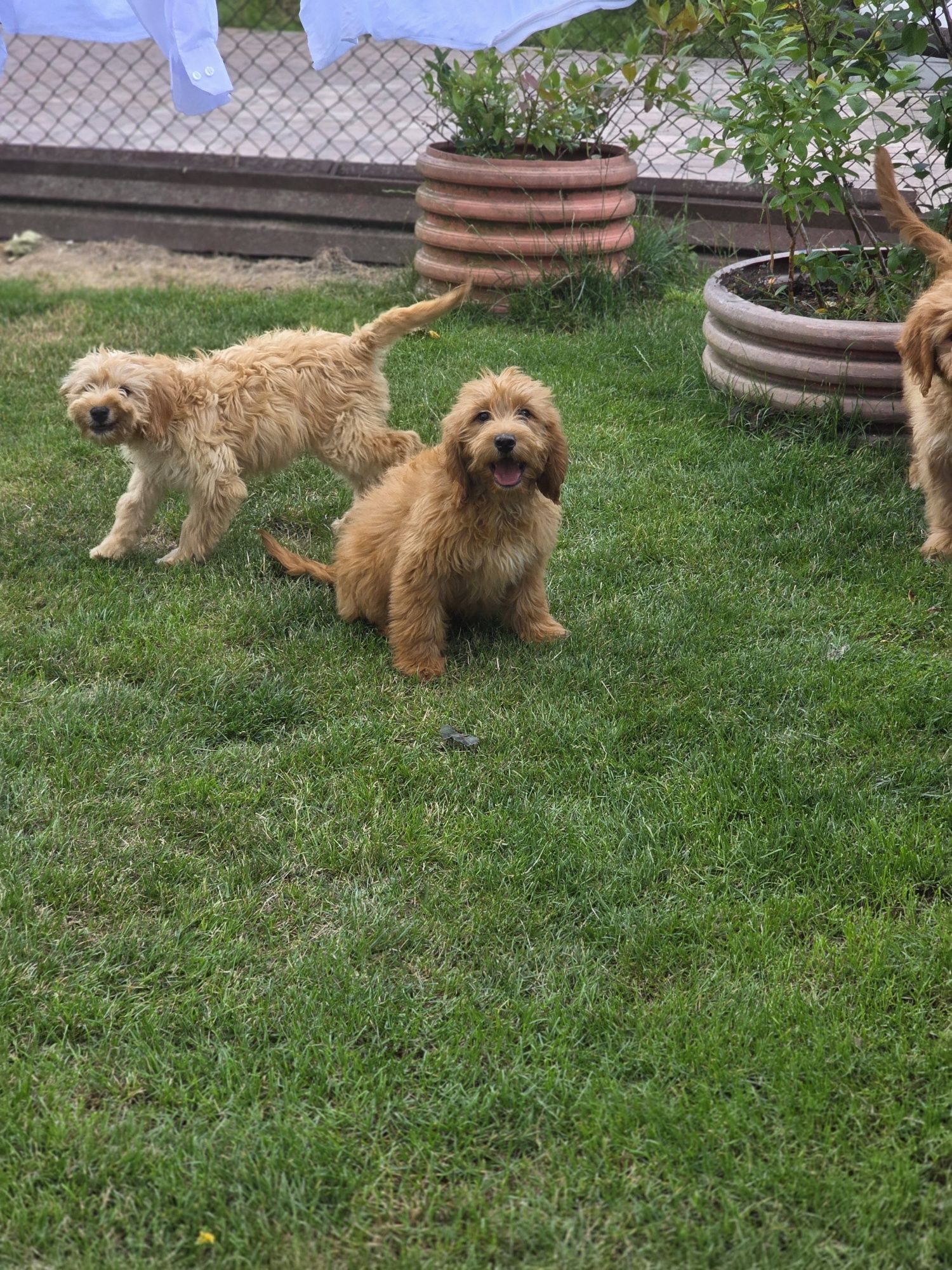 Goldendoodle piesek f1 standard i mini