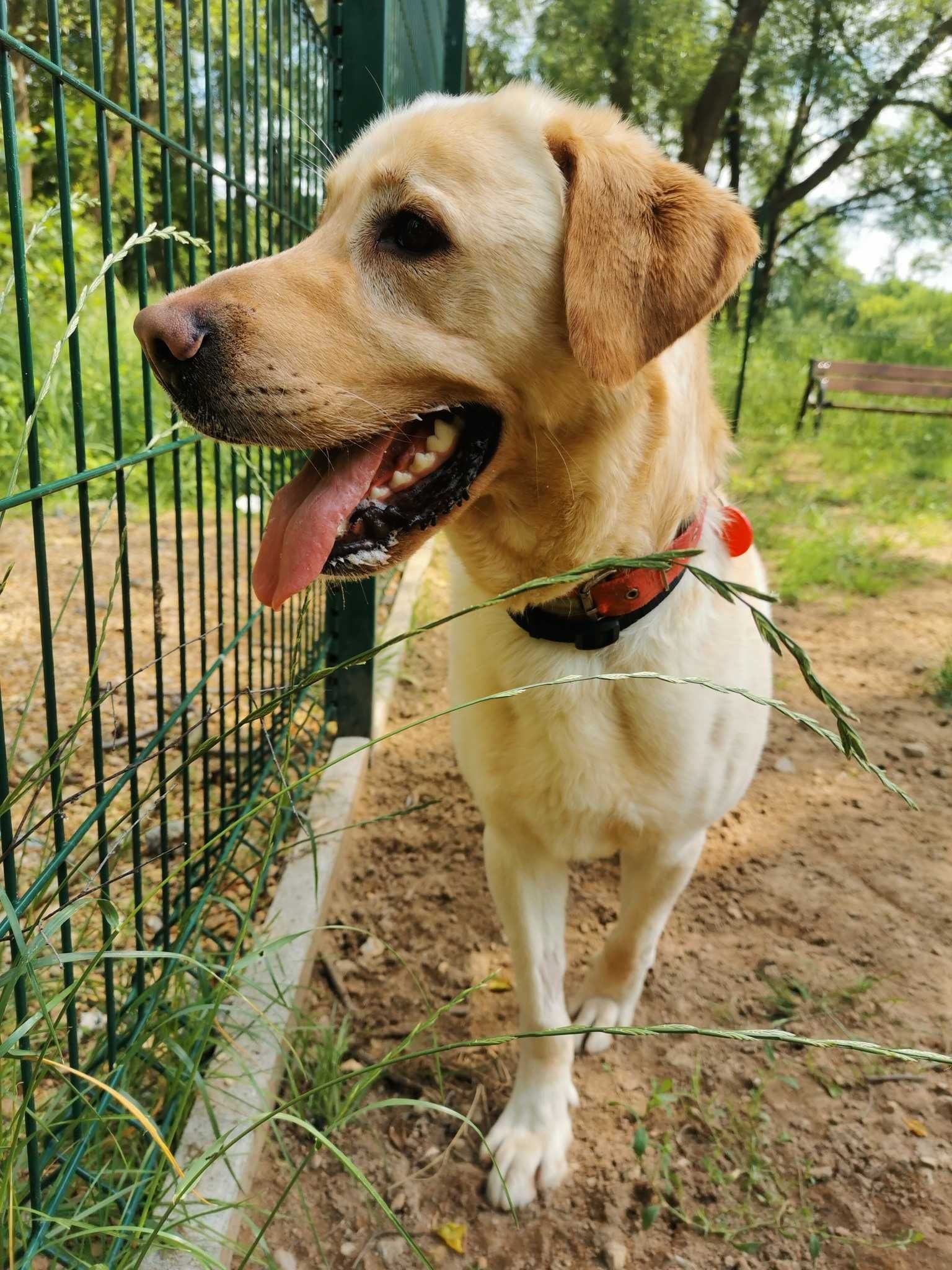 Texas w typie labrador retrievera - schronisko