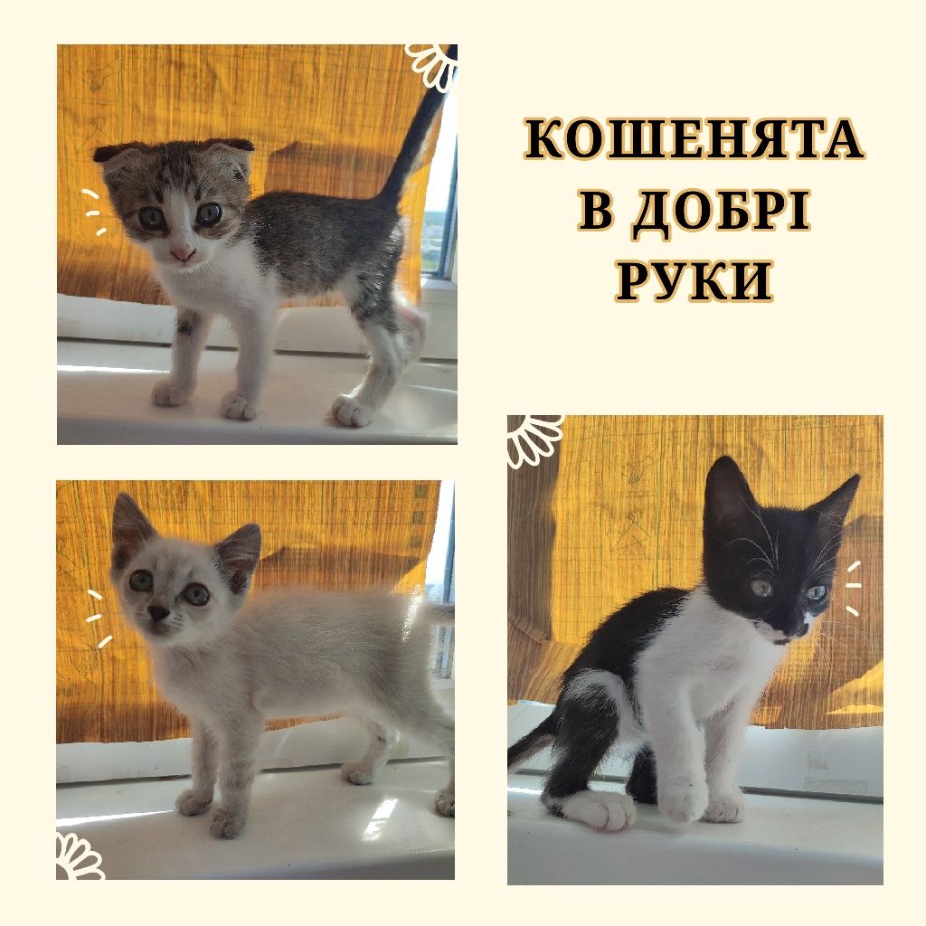 Кошенята в добрі руки