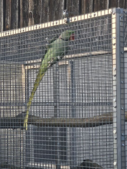 Aleksandretta samiec