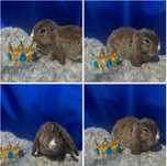 królik miniaturka mini lop baranek