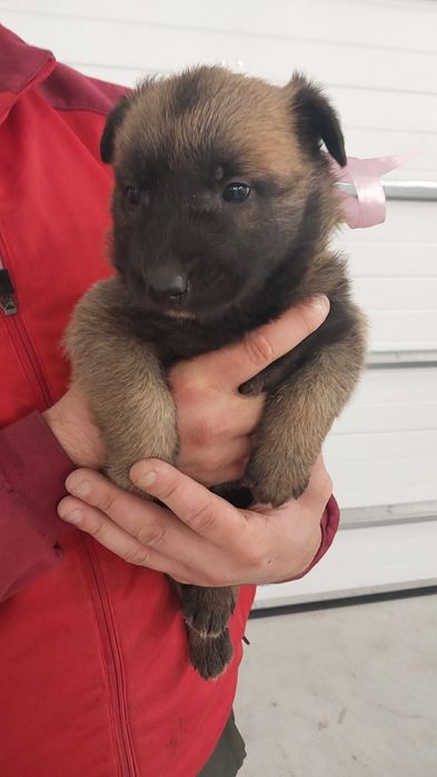 Owczarek Belgijski Malinois szczeniaki