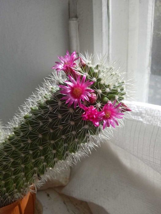 Кактус цвіте рожевими квітами